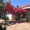 Un cortile con alberi e una bouganville in fiore vicino a un edificio bianco dal tetto rosso.